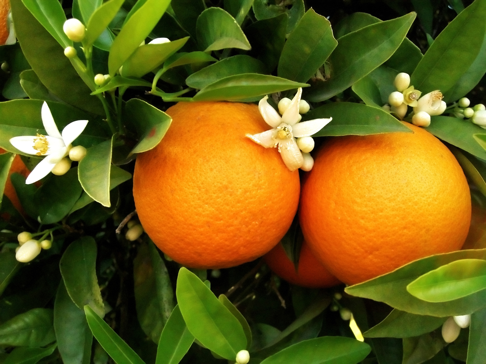 Агротехника выращивания апельсина в домашних условиях